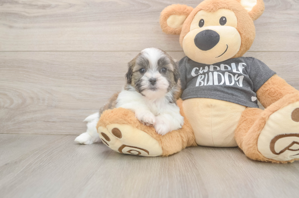 6 week old Teddy Bear Puppy For Sale - Seaside Pups