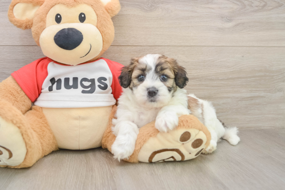 Teddy Bear Pup Being Cute