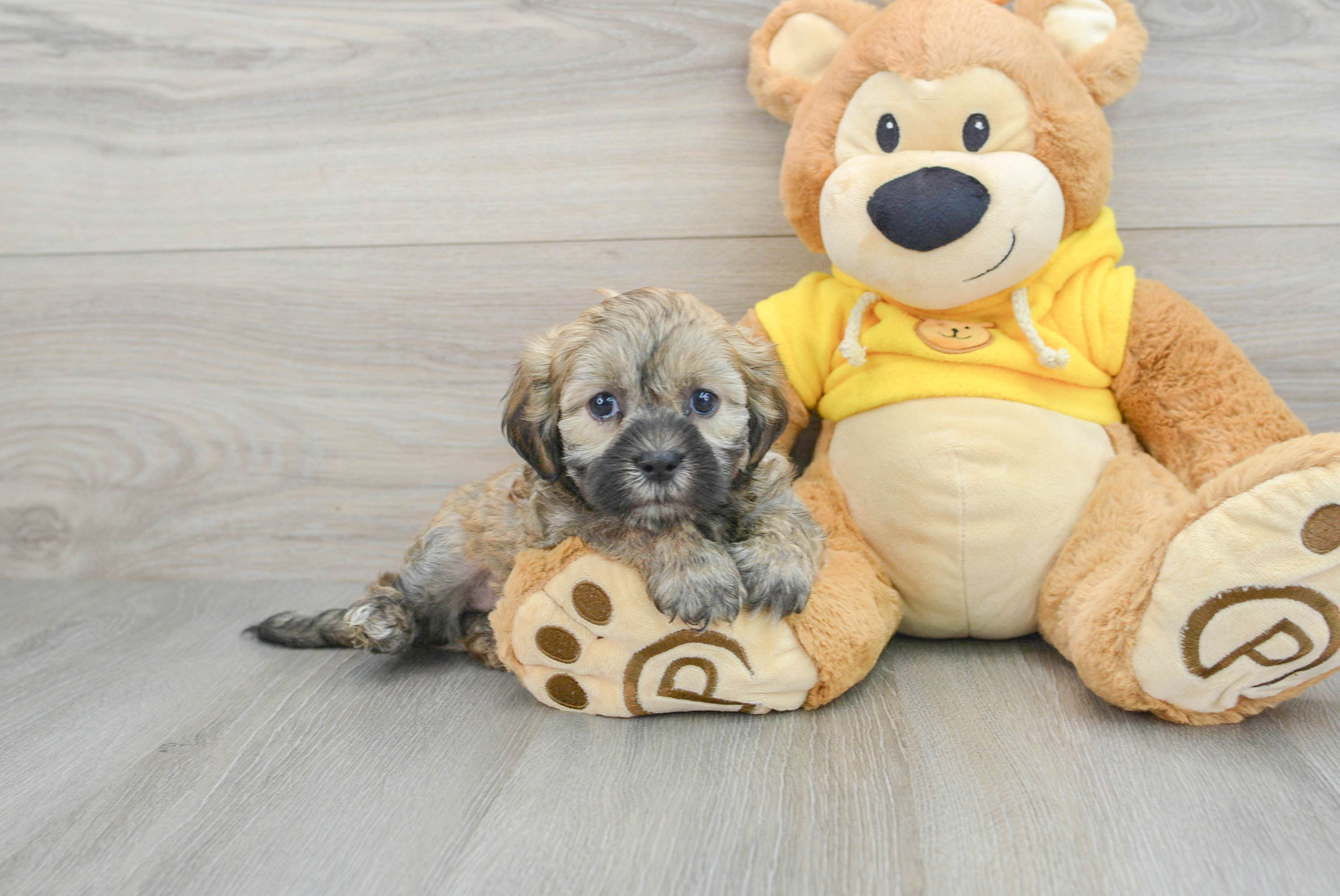 Teddy 2024 bear hypoallergenic