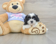 6 week old Teddy Bear Puppy For Sale - Seaside Pups