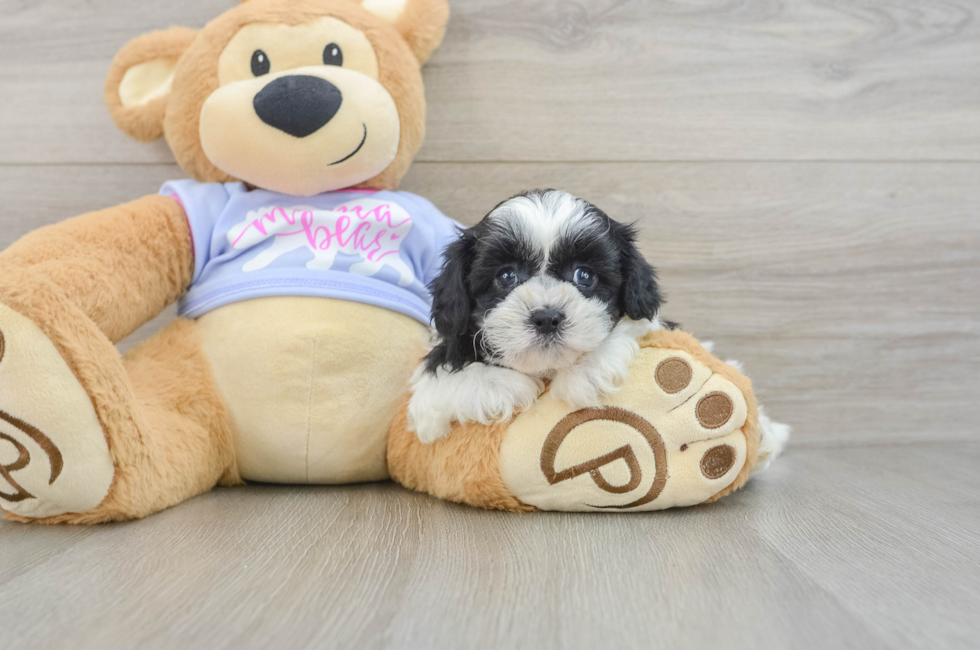 5 week old Teddy Bear Puppy For Sale - Seaside Pups