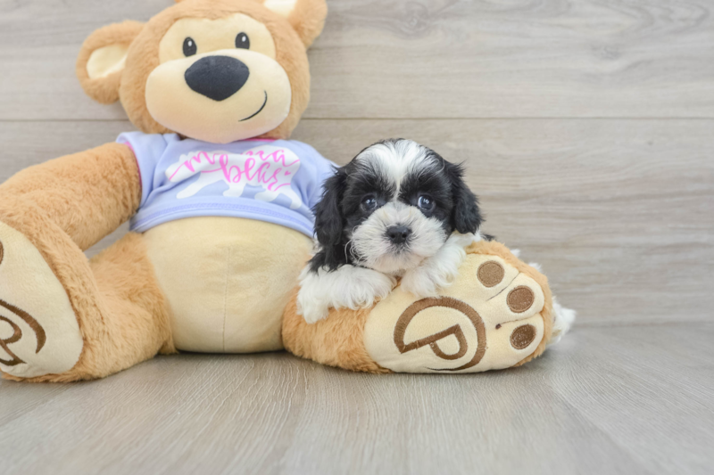 Meet Janet - our Teddy Bear Puppy Photo 2/2 - Seaside Pups