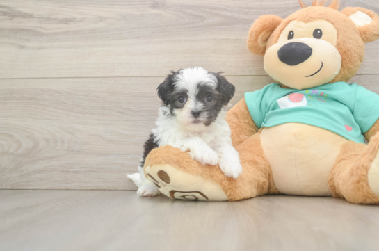 Teddy Bear Puppy for Adoption