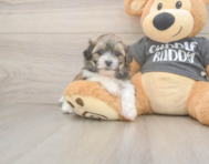 8 week old Teddy Bear Puppy For Sale - Seaside Pups