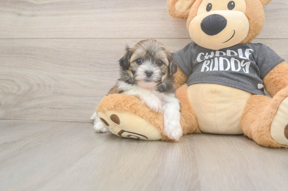 6 week old Teddy Bear Puppy For Sale - Seaside Pups