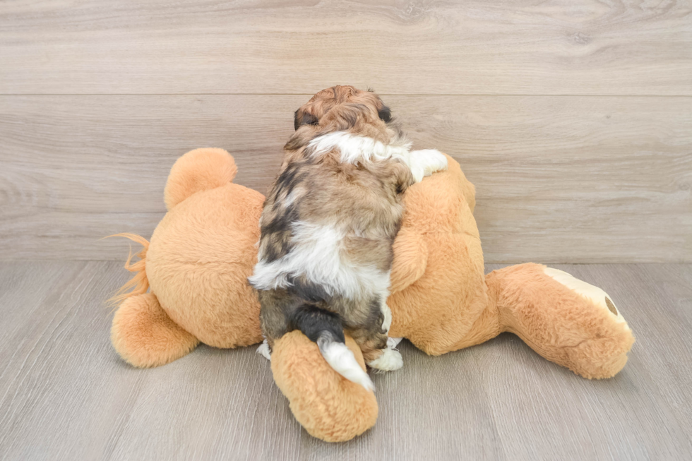 Sweet Teddy Bear Baby