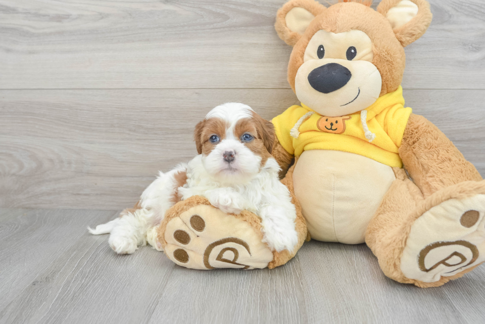 Best Teddy Bear Baby
