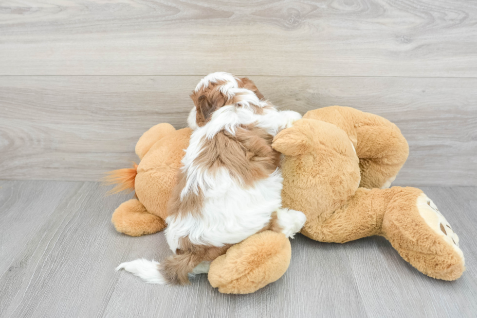 Teddy Bear Pup Being Cute