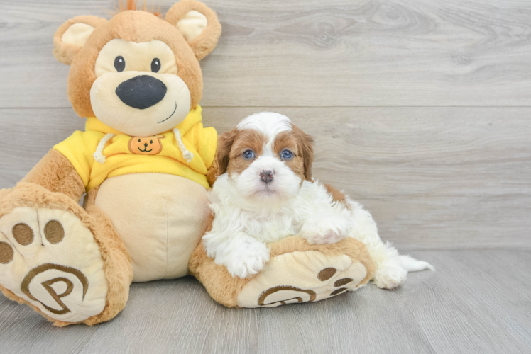 Teddy Bear Pup Being Cute