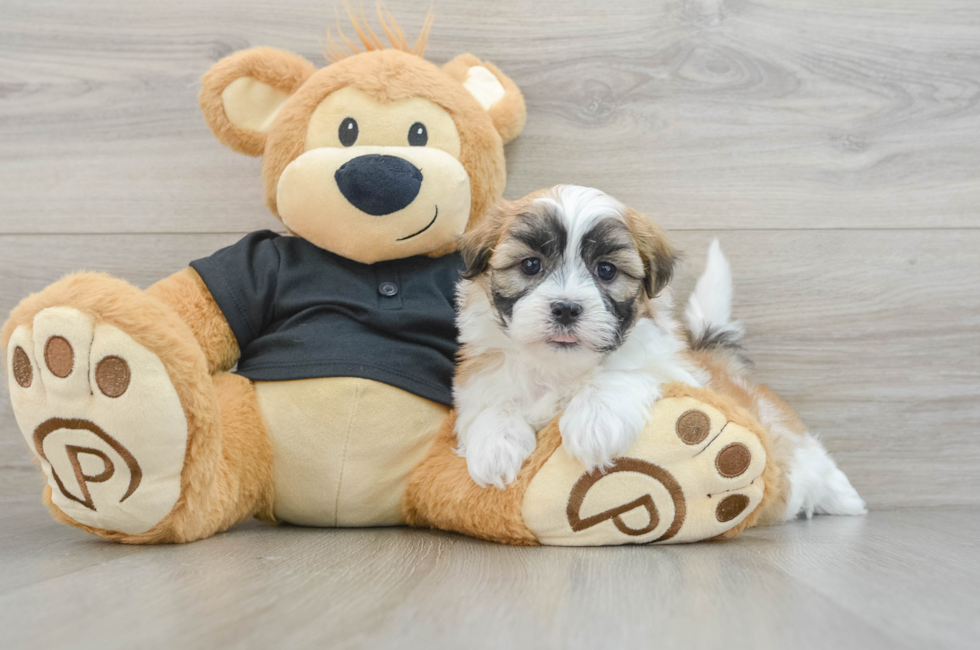 5 week old Teddy Bear Puppy For Sale - Seaside Pups