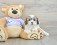 5 week old Teddy Bear Puppy For Sale - Seaside Pups