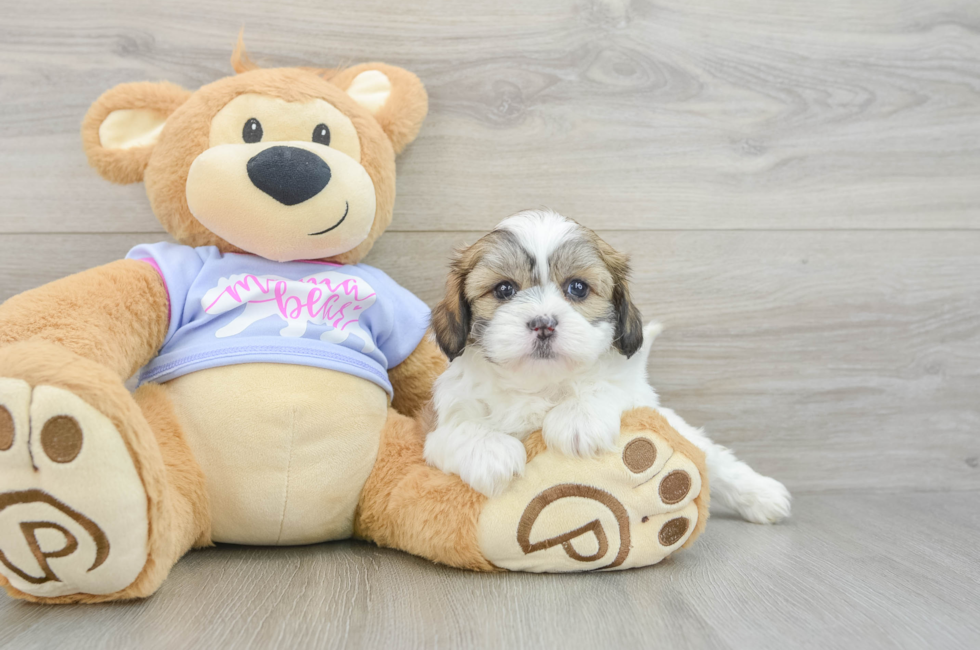 5 week old Teddy Bear Puppy For Sale - Seaside Pups
