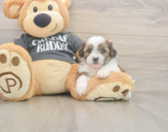 7 week old Teddy Bear Puppy For Sale - Seaside Pups