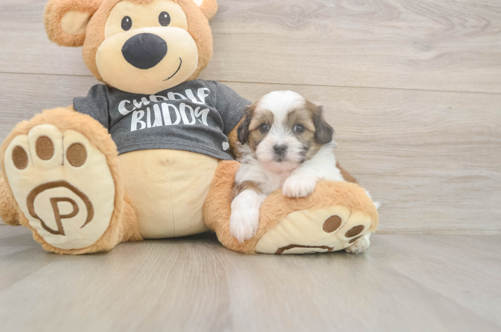 6 week old Teddy Bear Puppy For Sale - Seaside Pups