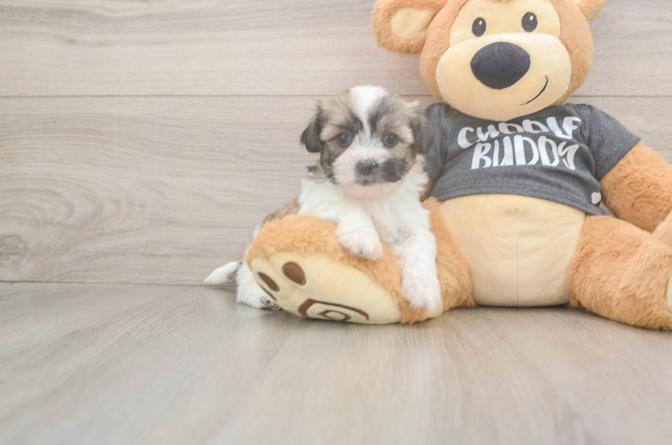 6 week old Teddy Bear Puppy For Sale - Seaside Pups