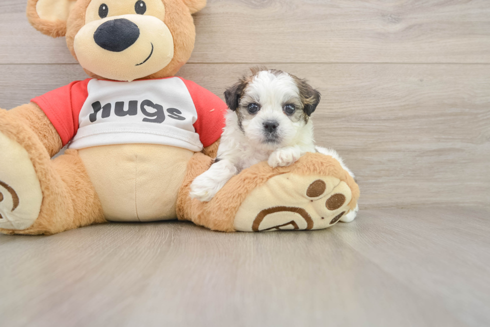 Teddy Bear Pup Being Cute