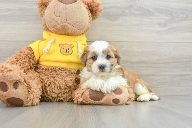 Smart Teddy Bear Designer Pup