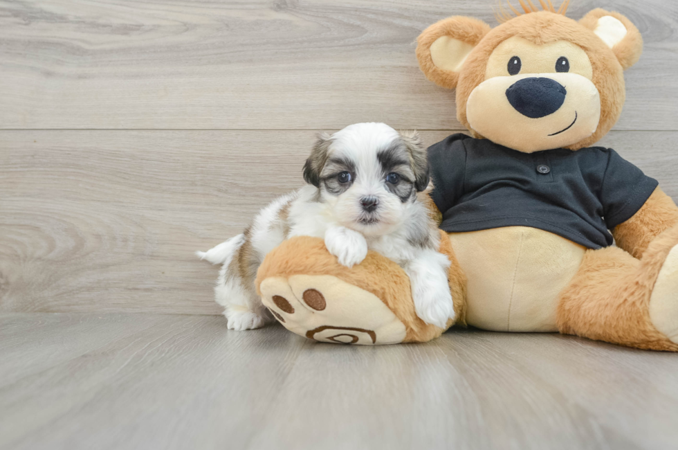 5 week old Teddy Bear Puppy For Sale - Seaside Pups