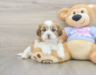 6 week old Teddy Bear Puppy For Sale - Seaside Pups