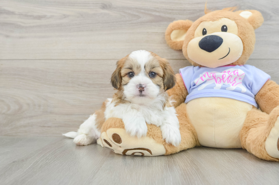 5 week old Teddy Bear Puppy For Sale - Seaside Pups