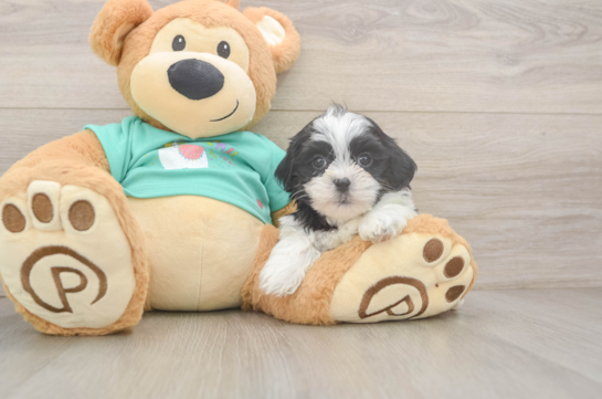 Small Teddy Bear Baby