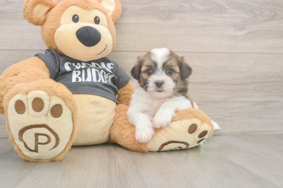 6 week old Teddy Bear Puppy For Sale - Seaside Pups