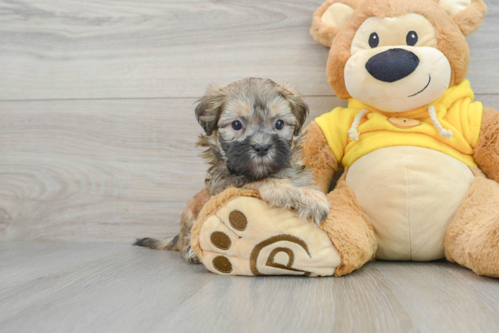 Fluffy Teddy Bear Designer Pup