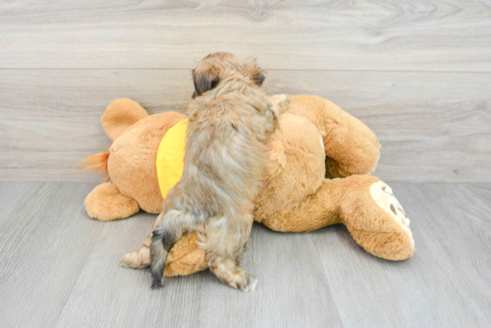 Smart Teddy Bear Designer Pup