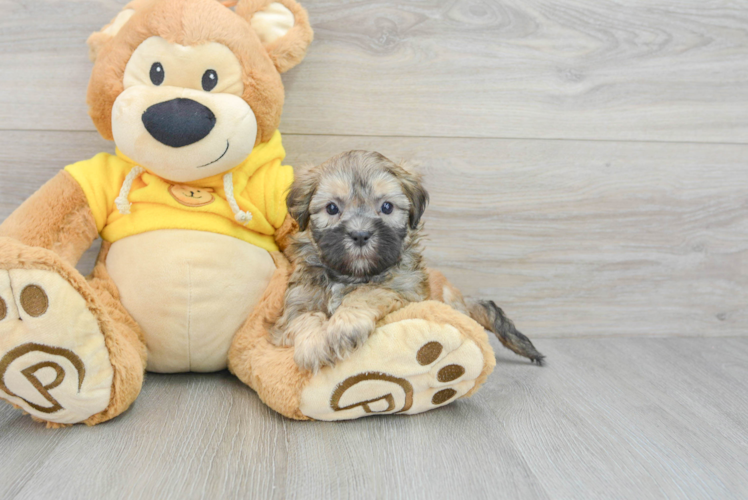 Funny Teddy Bear Designer Pup