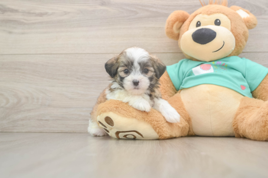Best Teddy Bear Baby
