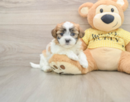 9 week old Teddy Bear Puppy For Sale - Seaside Pups
