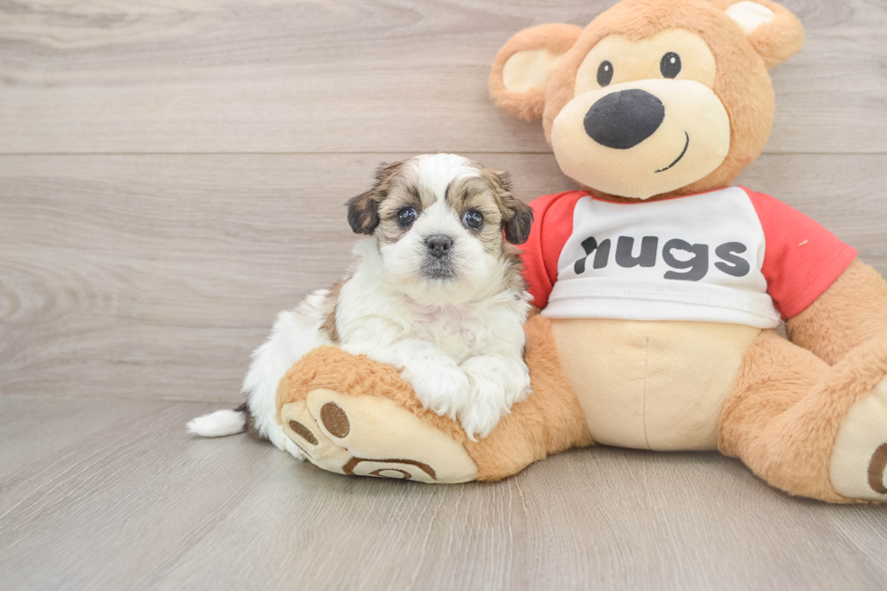 Teddy Bear Puppy for Adoption