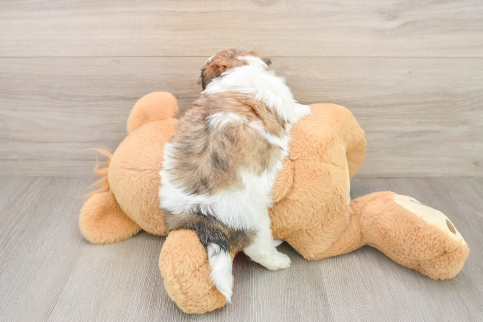 Hypoallergenic Shitzu Designer Puppy