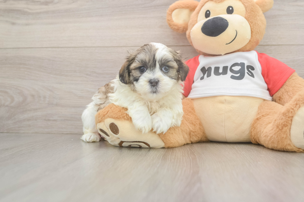 5 week old Teddy Bear Puppy For Sale - Seaside Pups
