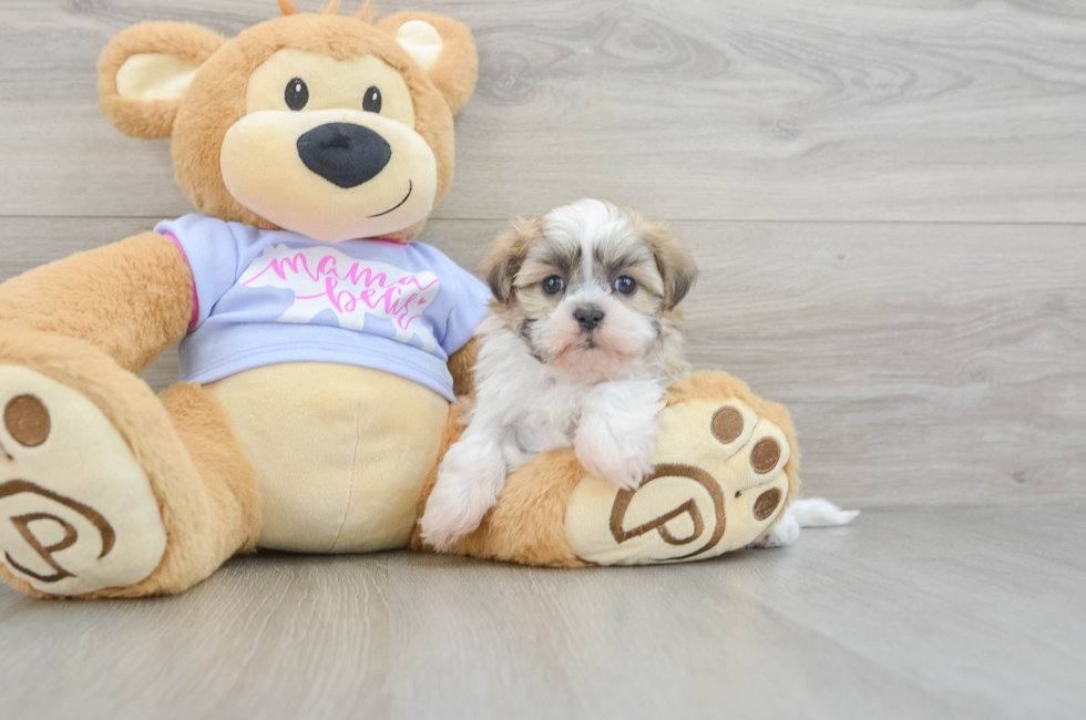 6 week old Teddy Bear Puppy For Sale - Seaside Pups