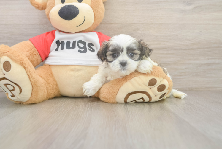 Teddy Bear Pup Being Cute