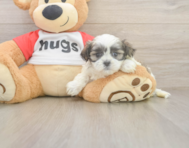6 week old Teddy Bear Puppy For Sale - Seaside Pups