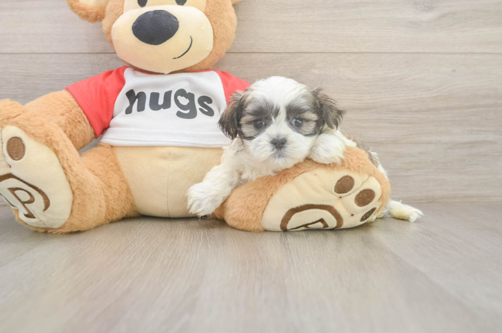 5 week old Teddy Bear Puppy For Sale - Seaside Pups
