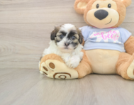 8 week old Teddy Bear Puppy For Sale - Seaside Pups