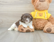 8 week old Teddy Bear Puppy For Sale - Seaside Pups