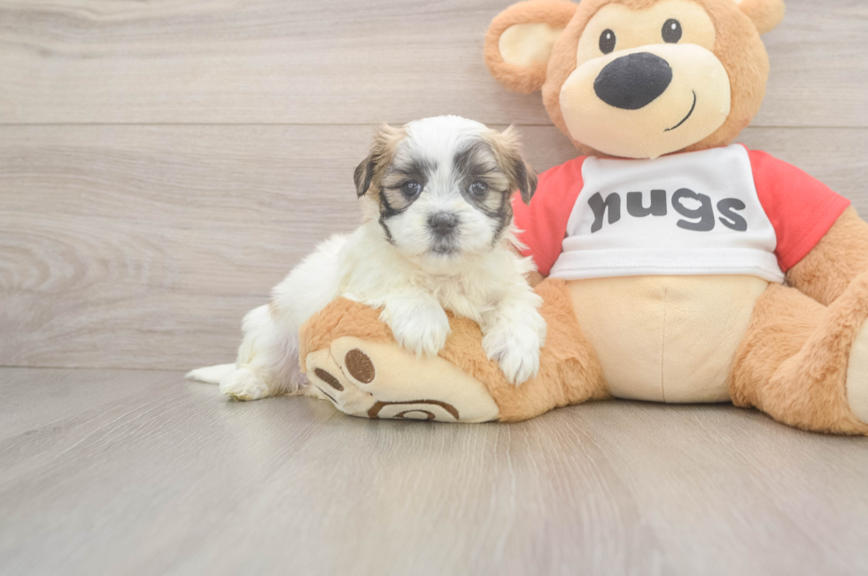 5 week old Teddy Bear Puppy For Sale - Seaside Pups