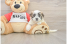Happy Teddy Bear Baby