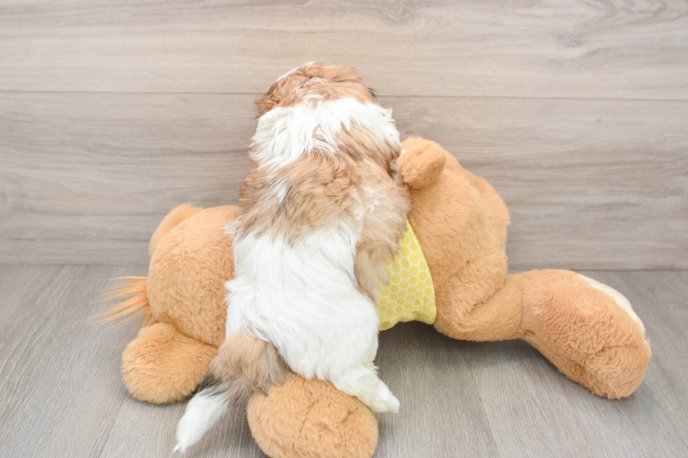 Fluffy Teddy Bear Designer Pup