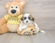 5 week old Teddy Bear Puppy For Sale - Seaside Pups