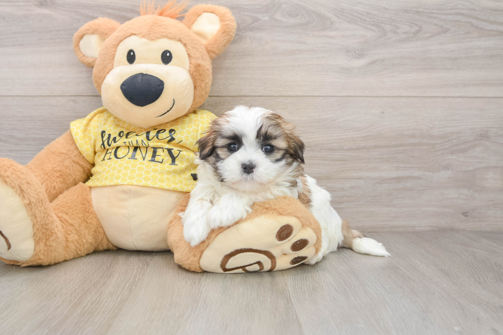 Fluffy Teddy Bear Designer Pup