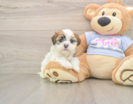 9 week old Teddy Bear Puppy For Sale - Seaside Pups