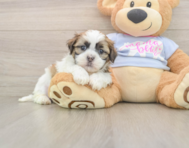 8 week old Teddy Bear Puppy For Sale - Seaside Pups