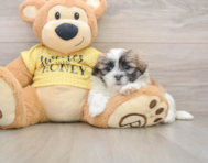 5 week old Teddy Bear Puppy For Sale - Seaside Pups