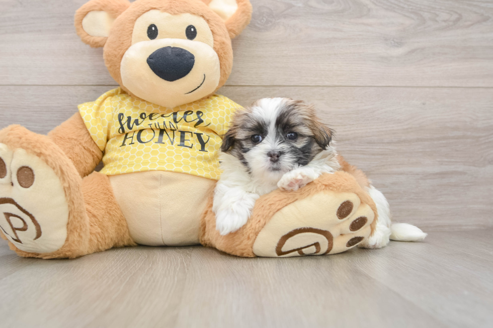 Funny Teddy Bear Designer Pup