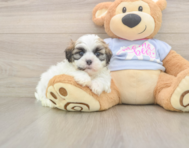 8 week old Teddy Bear Puppy For Sale - Seaside Pups